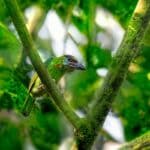 A Red Crown Barbet om the Tree