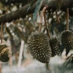 Durian tree branch with fruits