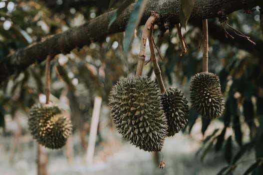 Durian tree branch with fruits