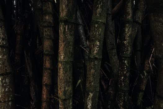 Free stock photo of bamboo, bark, dark