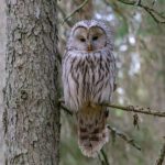 Photo of White and Brown Owl Perched on a Tree Branch
