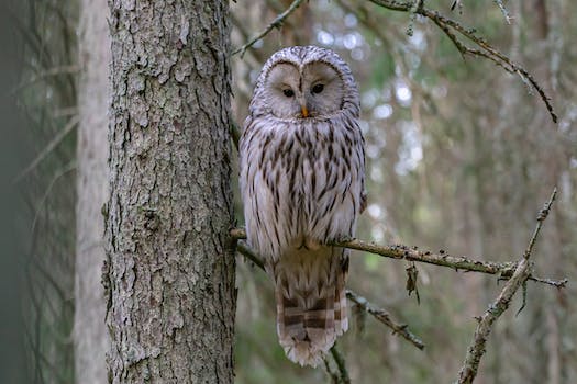 Photo of White and Brown Owl Perched on a Tree Branch