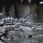 Seagulls on lake