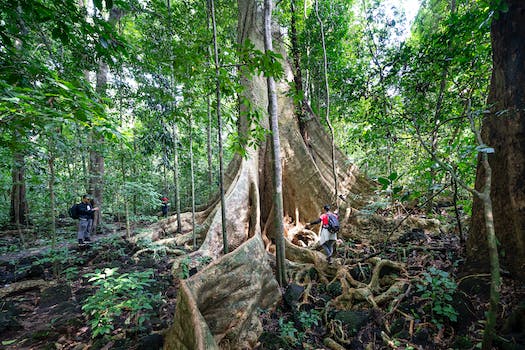 Tourists exploring huge tall tree in woods