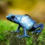 Closeup Photo of Blue Frog on Green Surface