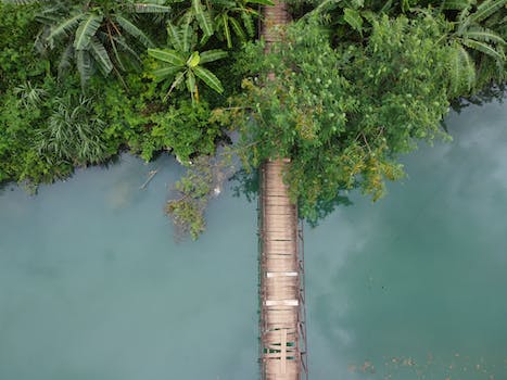 Narrow bridge over river in forest