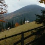 White and Brown Horses on Green Grass Field Near Green Trees and Mountain