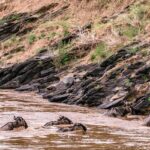 Wild gnus crossing deep river in Africa