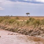 Confusion of wildebeests crossing deep vast river during great migration in savanna in Africa