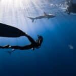 Full body anonymous diver wearing wetsuit and flippers swimming in dark blue seawater near big fish