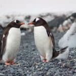 Selective Focus Photography of Two Penguins