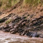 Confusion of strong wildebeests crossing muddy deep river in wild nature in Africa