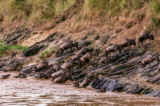 Confusion of strong wildebeests crossing muddy deep river in wild nature in Africa
